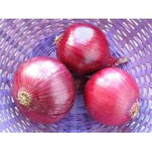 2016 New Crop High Quality Red Onion